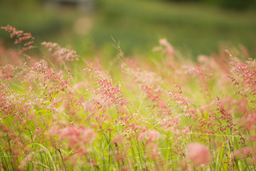  Grass flowers Beautiful colors, bright, abstract, shallow focus