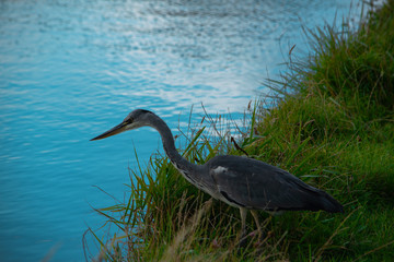 Heron fishing at bude canal