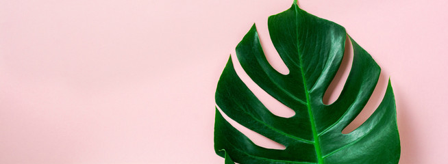 Tropical palm leaf of monstera on pink background with copy space. Flat lay. Top view. Summer or spring nature concept. © kasia2003