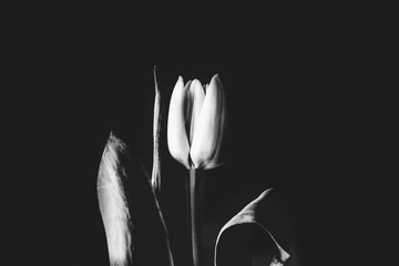 white spring tulip flower with green leaves on dark background