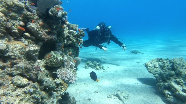 Rebreather SCUBA diver exploring a deep coral wall,