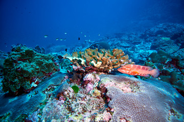 tomato grouper