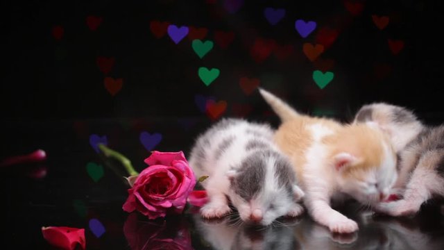 The mother cat gave birth to four new babies on a glass with pink roses and has a heart shaped bokeh backdrop..