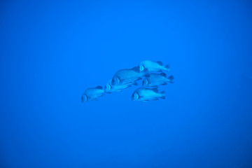 Big fish