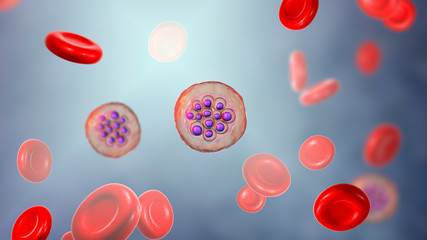 Red blood cells infected with malaria parasite Plasmodium vivax, schizont stage, 3D illustration