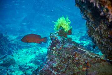 Naklejka na ściany i meble Coral Grouper