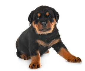 Obraz premium puppy rottweiler in studio