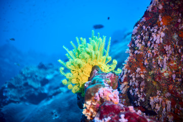 soft corals