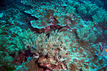 Fish on underwater coral reef