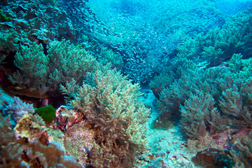 Plakat Fish on underwater coral reef