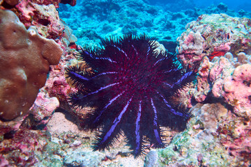 crown of thorns starfish