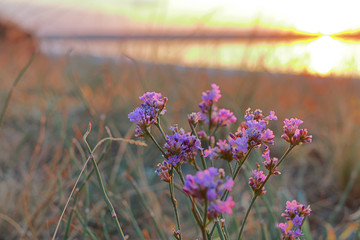Wildflowers at sunset.