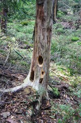 tree in the forest with bark beetle in Góry Stołowe-