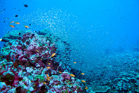 Fish on underwater coral reef