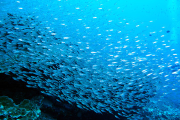 Naklejka na ściany i meble Fish on underwater coral reef