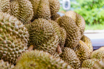 Naklejka na ściany i meble The seller is peeling durian for the buyer.The merchant is peeling durian by knife. There are many durians piles as backdrops.Hand peeling durian shell use knife, The durian is a king of fruit in Thai