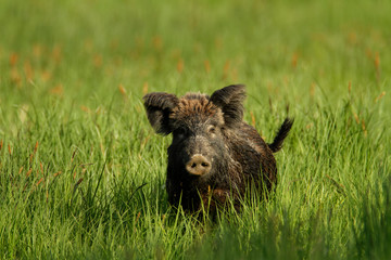 Wild boar in Kopački rit wetlands, Croatia