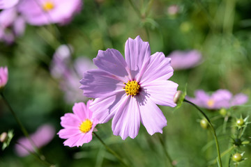 Fototapeta premium Cosmos beautiful flowers in the garden lit by bright summer sun close-up