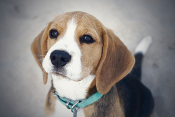 little cute tricolor Beagle puppy, sad look.