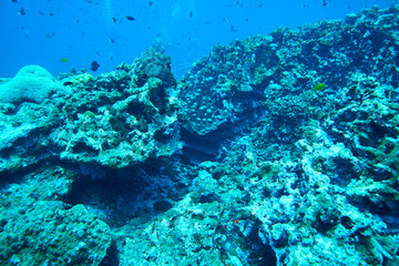 Fototapeta na wymiar Fish on underwater coral reef