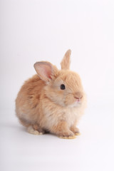 Fototapeta premium Baby adorable rabbit on white background. Young cute bunny in many action and color. Lovely pet with fluffy hair. Easter brown little baby rabbit.