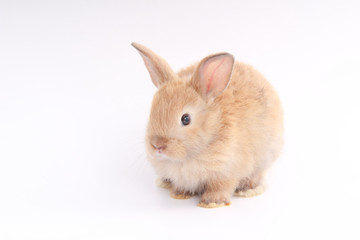 Baby adorable rabbit on white background. Young cute bunny in many action and color. Lovely pet with fluffy hair. Easter brown little baby rabbit.