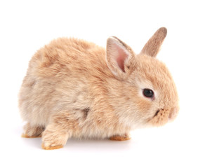 Obraz premium Baby adorable rabbit on white background. Young cute bunny in many action and color. Lovely pet with fluffy hair. Easter brown little baby rabbit.