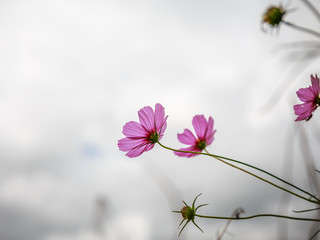 Obraz premium Pink flower on cloud background