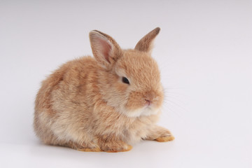 Baby adorable rabbit on white background. Young cute bunny in many action and color. Lovely pet with fluffy hair. Easter brown little baby rabbit.