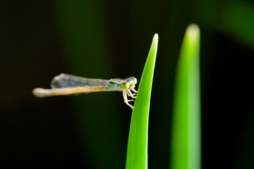 Dragonfly mini in nature.