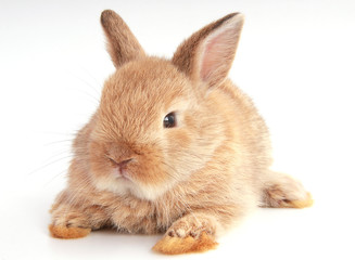 Obraz premium Baby adorable rabbit on white background. Young cute bunny in many action and color. Lovely pet with fluffy hair. Easter brown little baby rabbit.