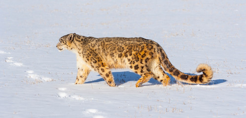 Snow leopard (Panthera uncia) © JUAN CARLOS MUNOZ