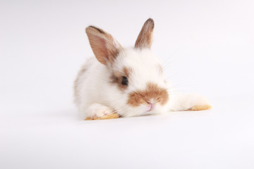 Baby adorable rabbit on white background. Young cute bunny in many action and color. Lovely pet with fluffy hair. Easter has rabbit as symbol celebration. White and brown dot rabbit