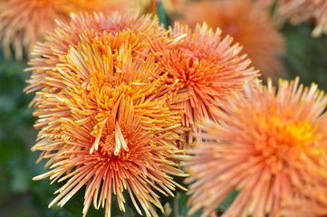 Beautiful Chrysanthemums in garden. Flowers as background picture. Chrysanthemum wallpaper. Japanese style. Autumn garden of chrysanthemums.
