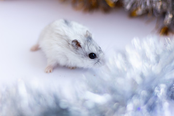 Concept image of the symbol of the Chinese happy new year 2020. Christmas rat.