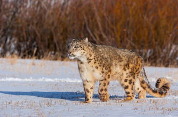 Snow leopard (Panthera uncia)