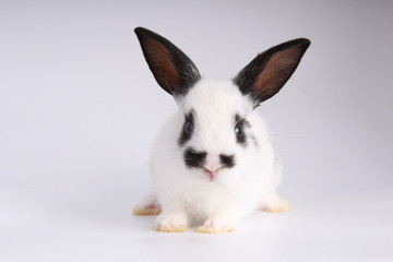 Baby adorable rabbit on white background. Young cute bunny in many action and color. Lovely pet with fluffy hair. Easter has rabbit as symbol celebration.