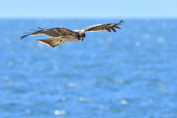 鳶