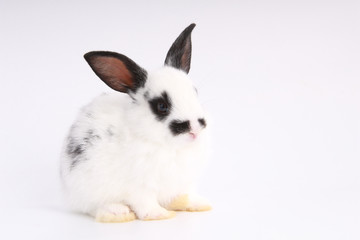 Baby adorable rabbit on white background. Young cute bunny in many action and color. Lovely pet with fluffy hair. Easter has rabbit as symbol celebration.