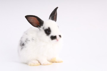 Baby adorable rabbit on white background. Young cute bunny in many action and color. Lovely pet...