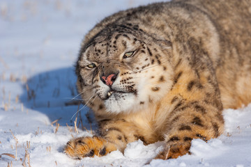 Snow leopard (Panthera uncia)