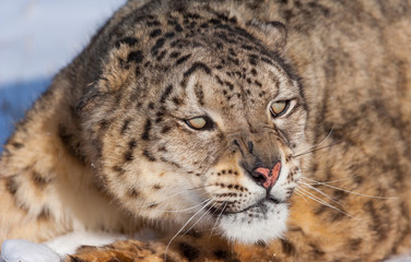 Snow leopard (Panthera uncia)