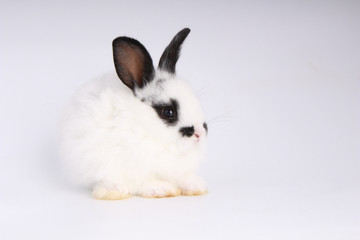 Baby adorable rabbit on white background. Young cute bunny in many action and color. Lovely pet...