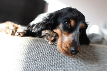 Black cocker spaniel sitting on the couch
