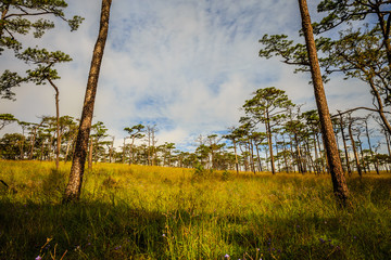 Beautiful morning fog and sunbeams in the pine forest