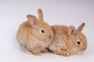 Baby adorable rabbit on white background. Young cute bunny in many action and color. Lovely pet with fluffy hair. Easter brown lovely small rabbit as twin