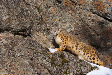 Snow leopard (Panthera uncia)