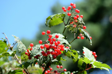 Red ripe viburnum berries on a bush on a bright sunny day