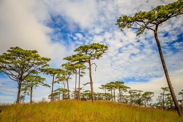 Fototapeta premium Beautiful morning fog and sunbeams in the pine forest