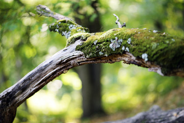 morning in the summer forest with morning cool